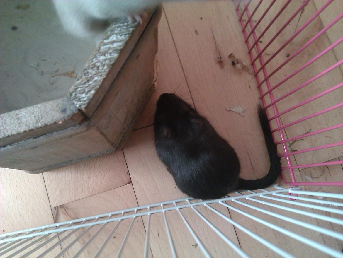 Ørkenrotte Blobber (R.I.P :'( ) billede 5