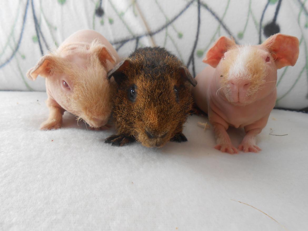 Marsvin - Pinkies Adonis - 7 uger og 2 dage billede 12