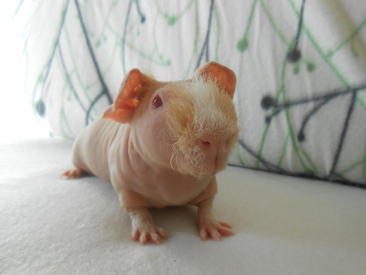 Marsvin - Pinkies Adonis - 7 uger og 2 dage billede 1