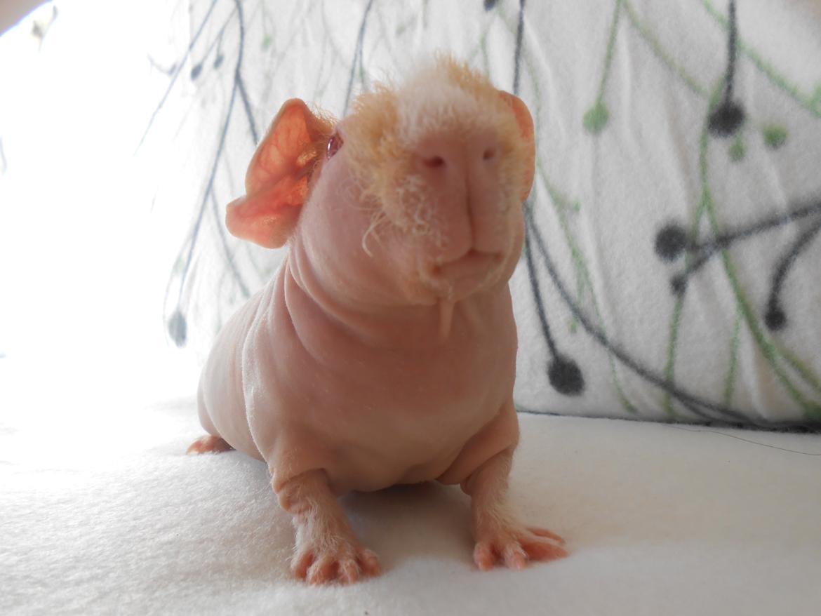 Marsvin - Pinkies Adonis - 7 uger og 2 dage billede 13