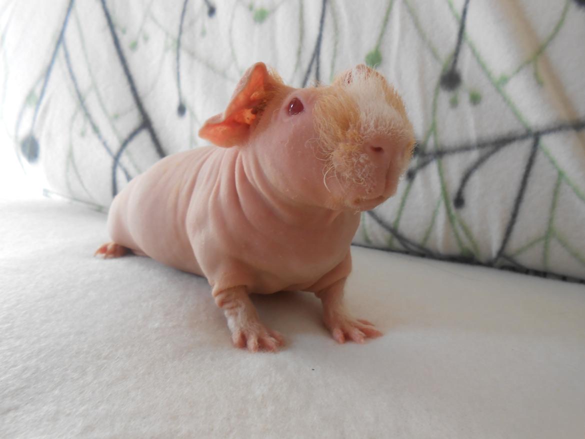 Marsvin - Pinkies Adonis - 7 uger og 2 dage billede 14