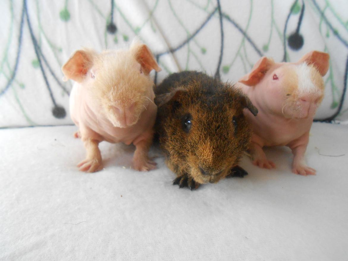 Marsvin - Pinkies Absalon - 7 uger og 2 dage billede 11