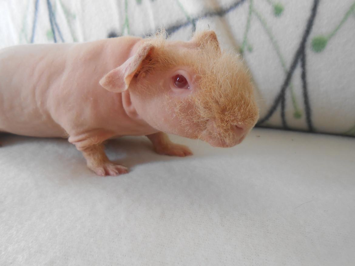 Marsvin - Pinkies Absalon - 7 uger og 2 dage billede 1