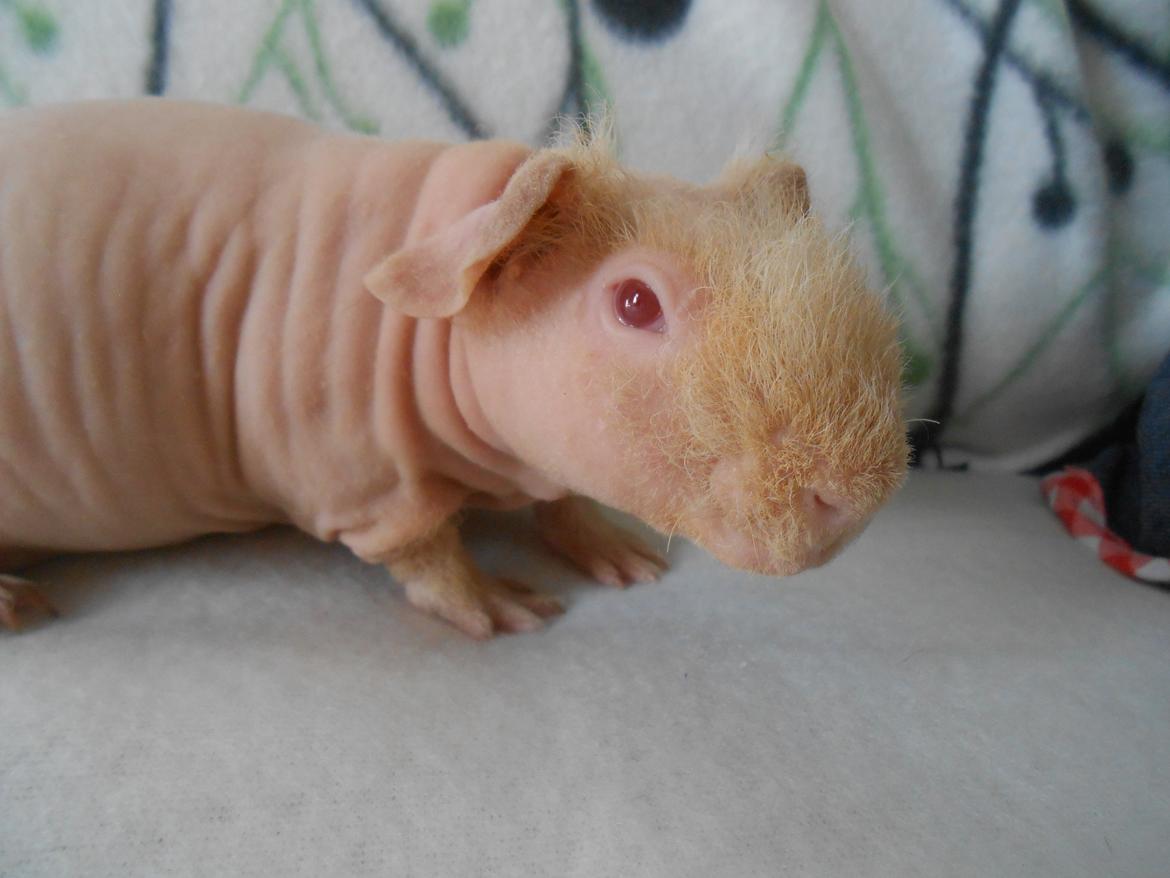 Marsvin - Pinkies Absalon - 7 uger og 2 dage billede 12