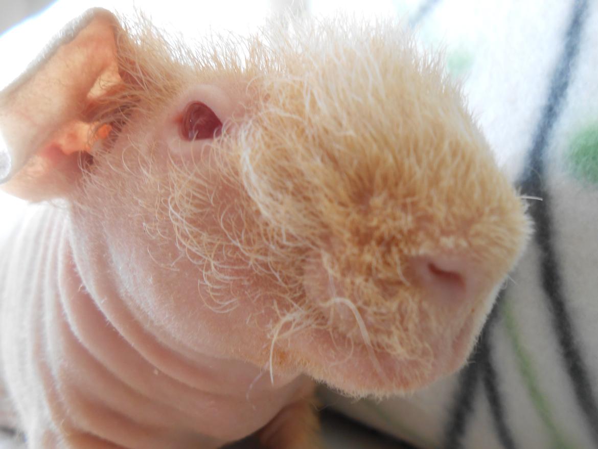 Marsvin - Pinkies Absalon - 7 uger og 2 dage billede 13