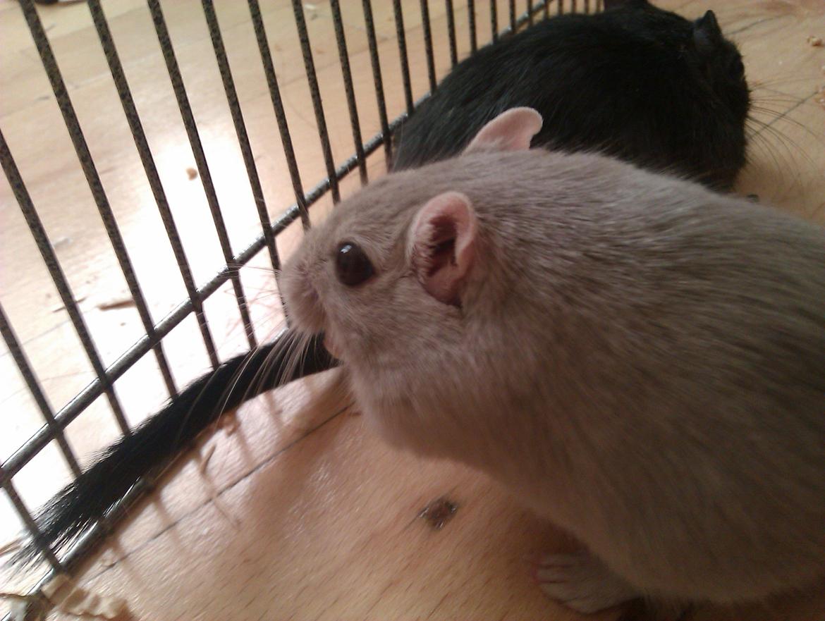 Ørkenrotte Puzzel billede 1