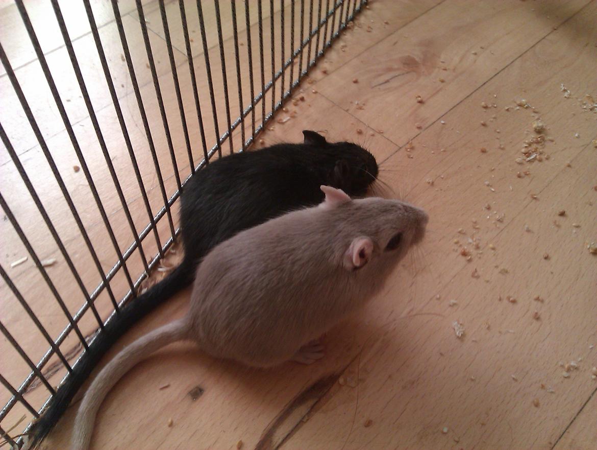 Ørkenrotte Puzzel billede 2