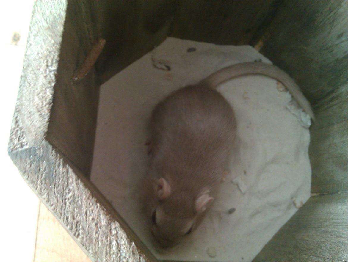 Ørkenrotte Puzzel billede 3