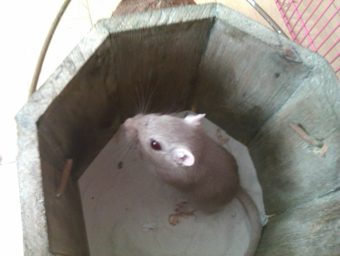 Ørkenrotte Puzzel billede 4