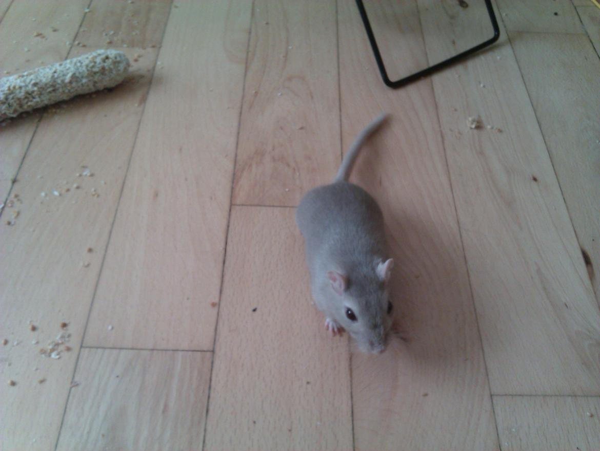 Ørkenrotte Puzzel billede 5