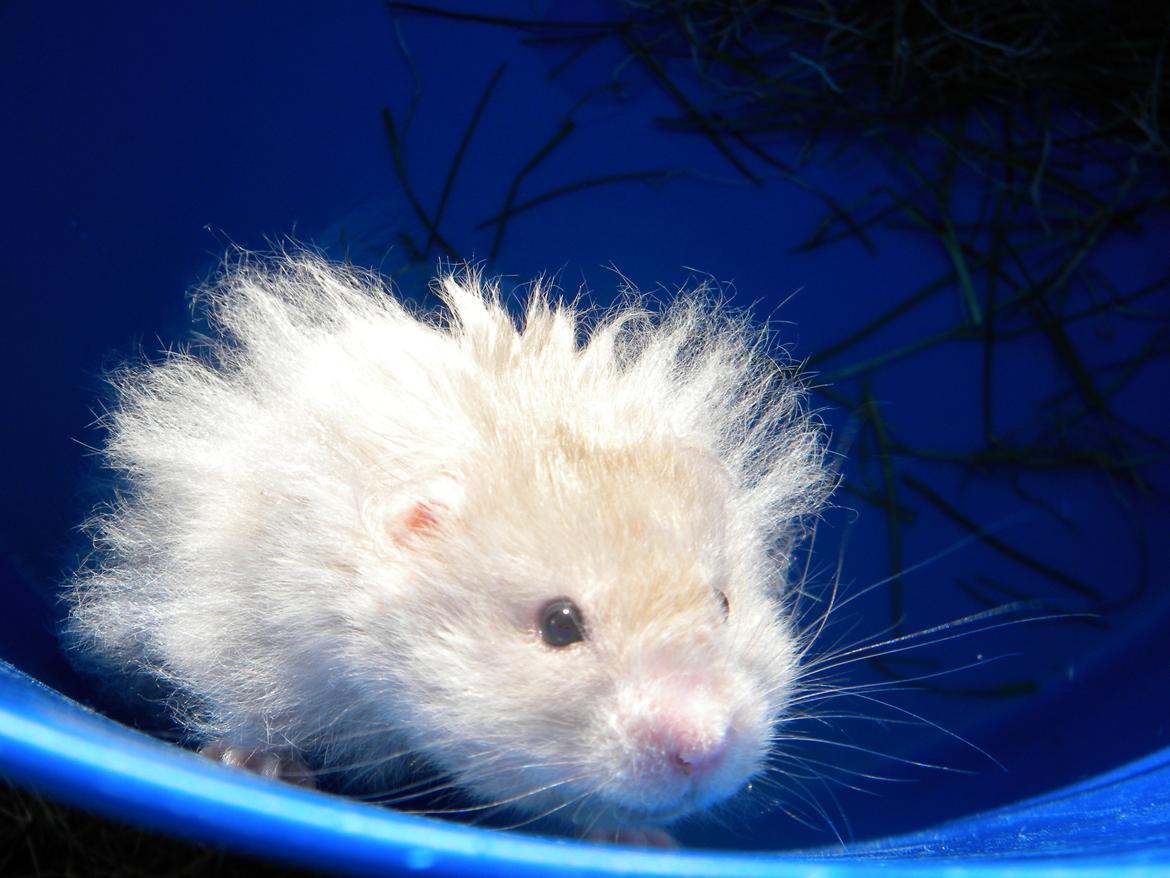 Hamster Puff Løvehjerte billede 8