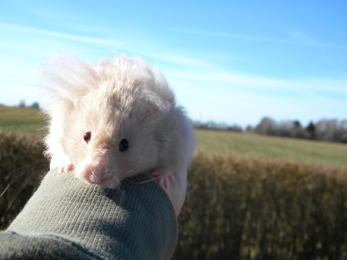 Hamster Puff Løvehjerte billede 9