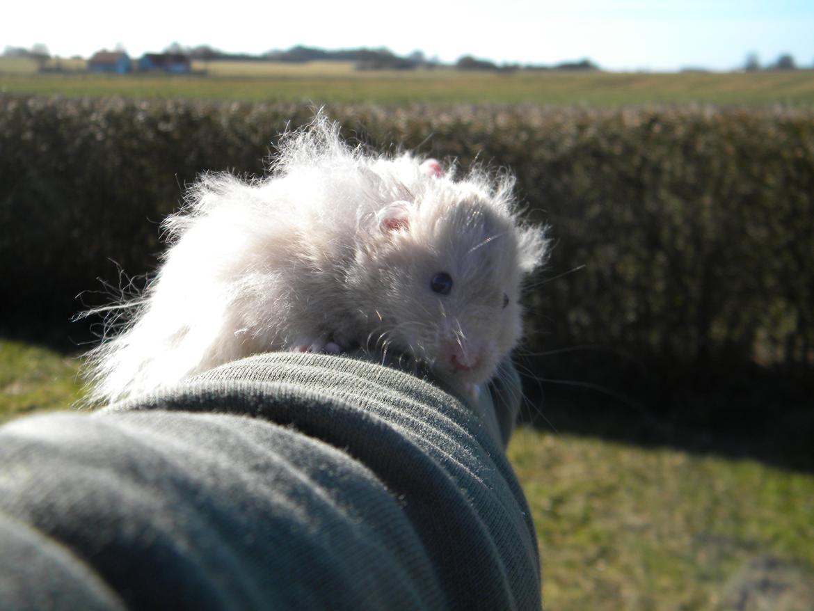 Hamster Puff Løvehjerte billede 10