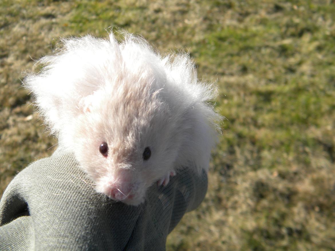 Hamster Puff Løvehjerte billede 11