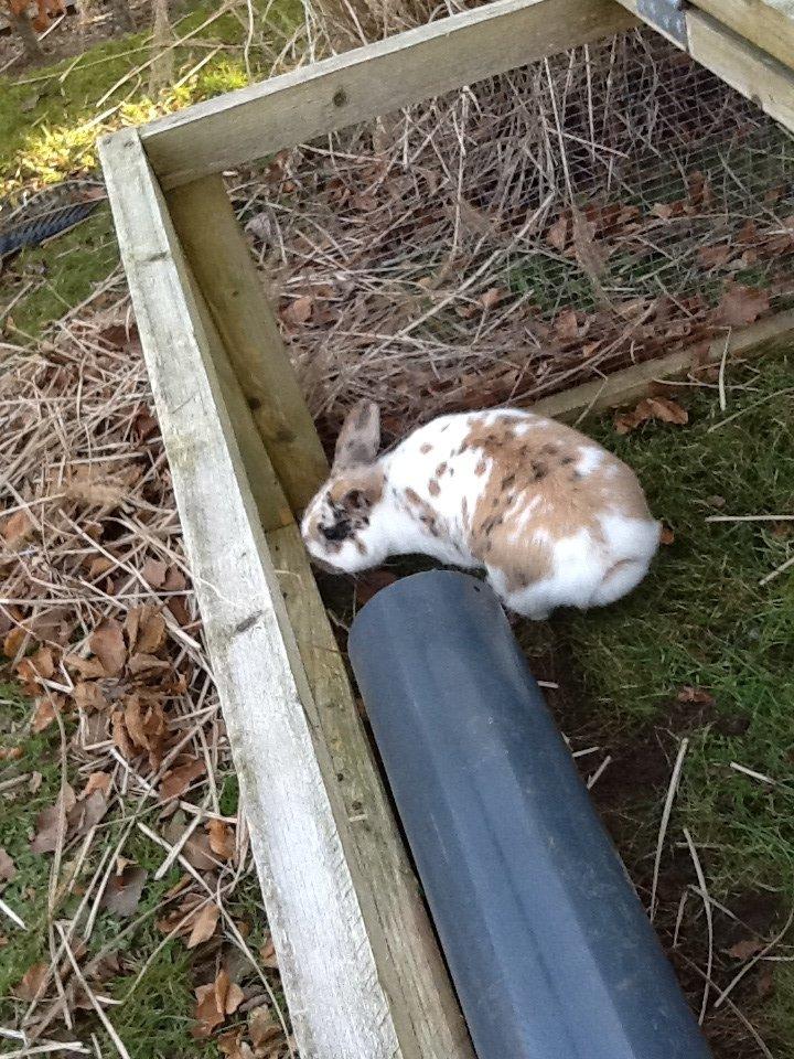 Kanin Candy billede 9