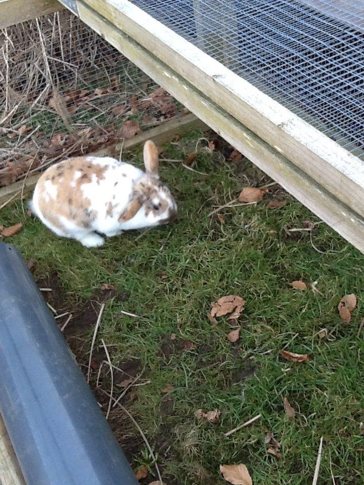 Kanin Candy billede 10