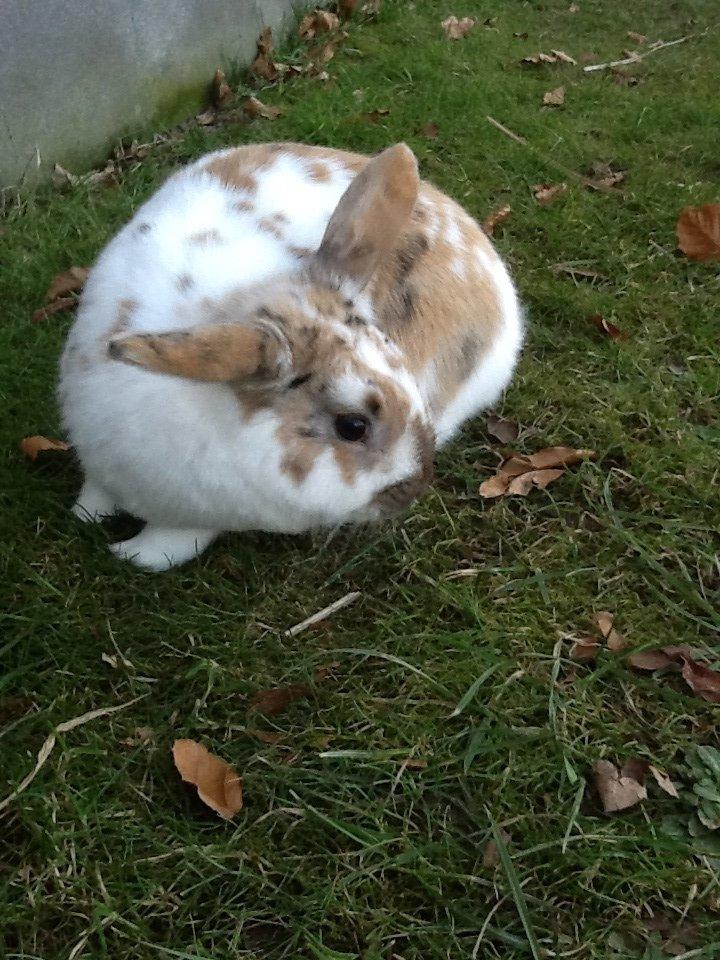 Kanin Candy billede 11