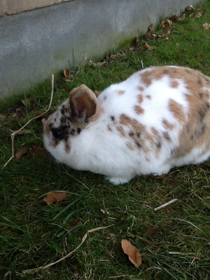 Kanin Candy billede 12