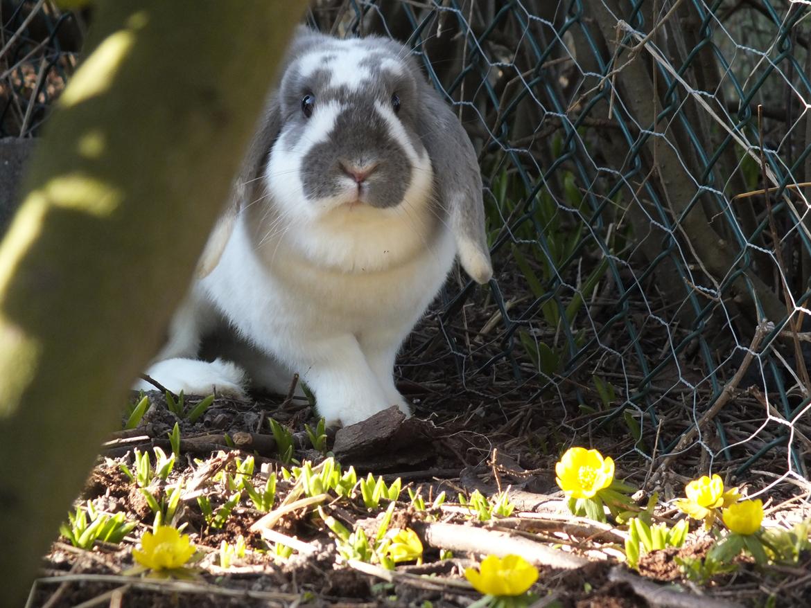 Kanin Enilec Kavia Baked Alaska billede 2