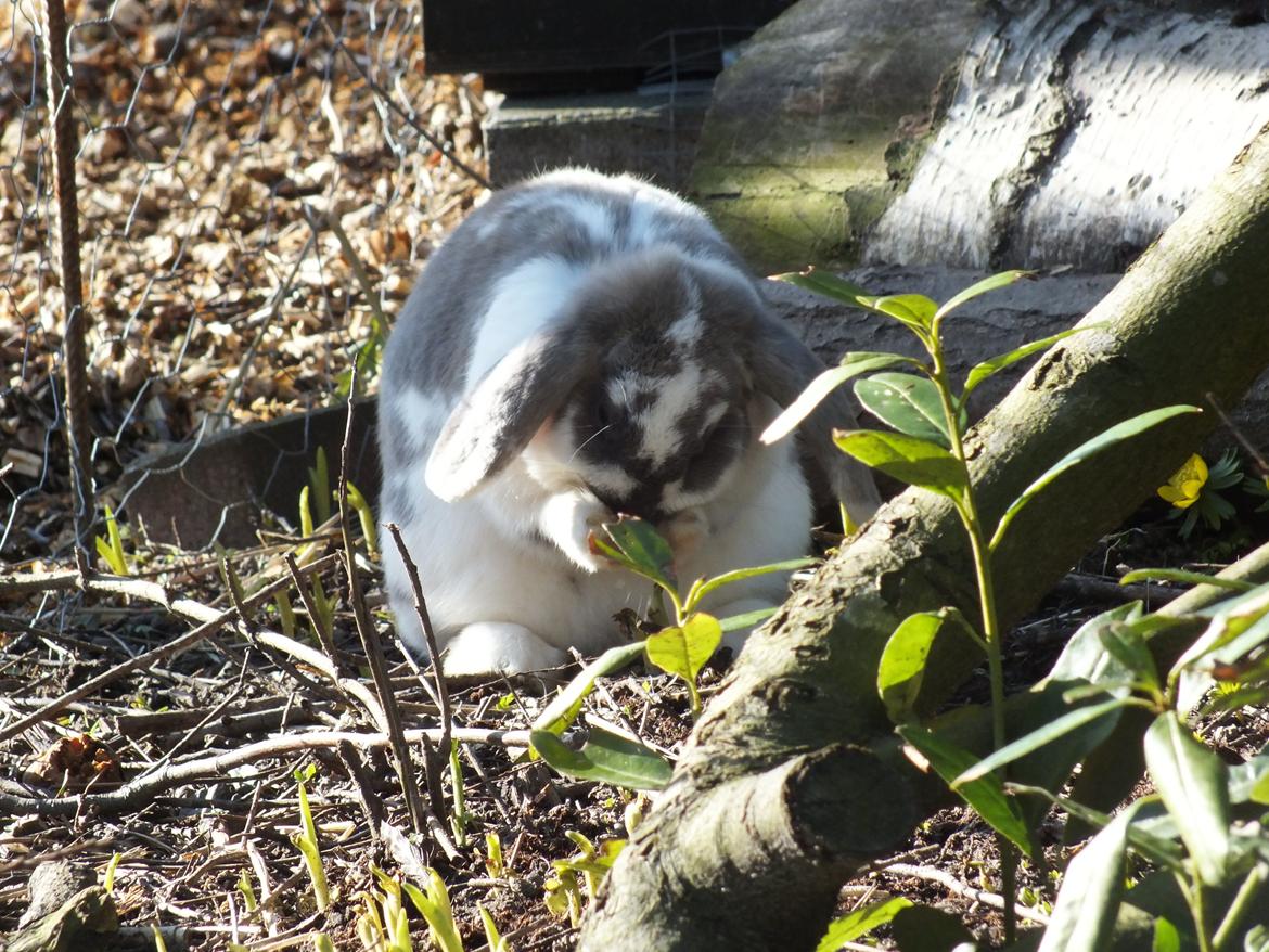 Kanin Enilec Kavia Baked Alaska billede 5