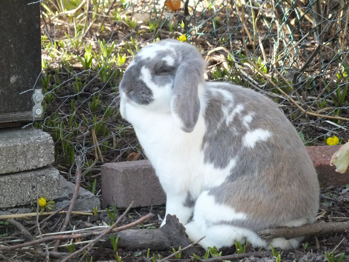 Kanin Enilec Kavia Baked Alaska billede 6