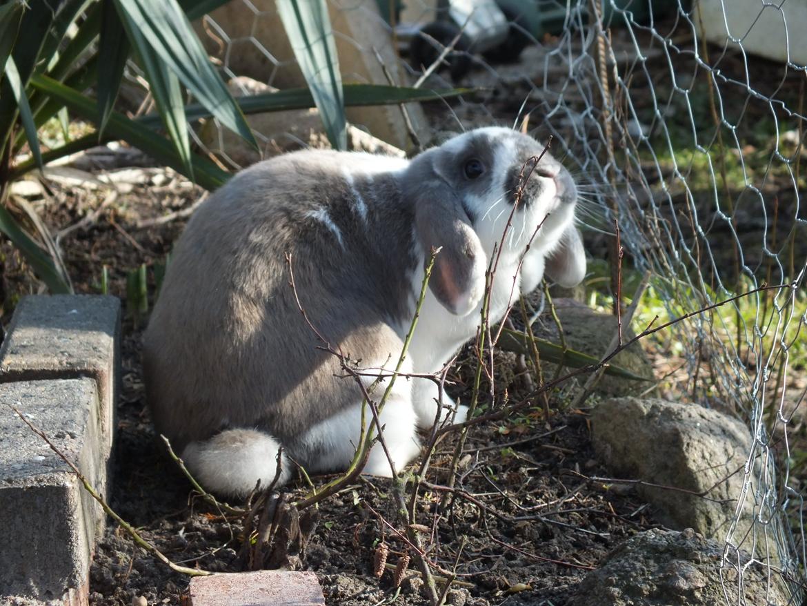 Kanin Enilec Kavia Baked Alaska billede 4