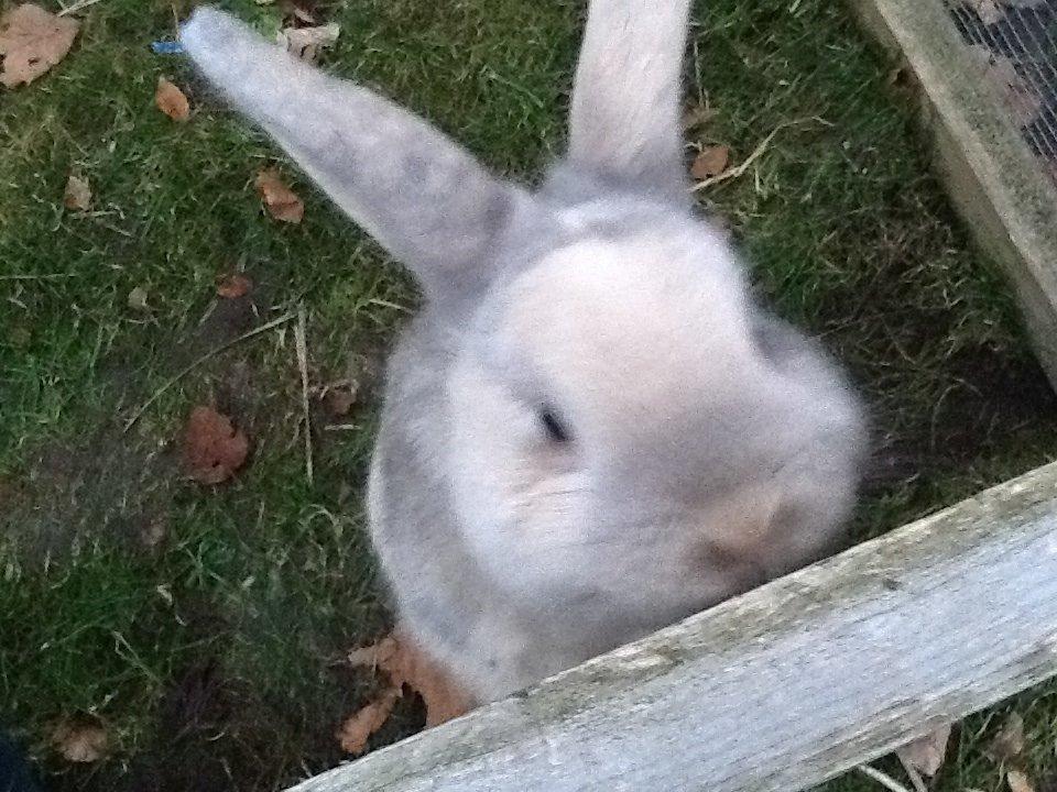 Kanin Bruno(passer) billede 1