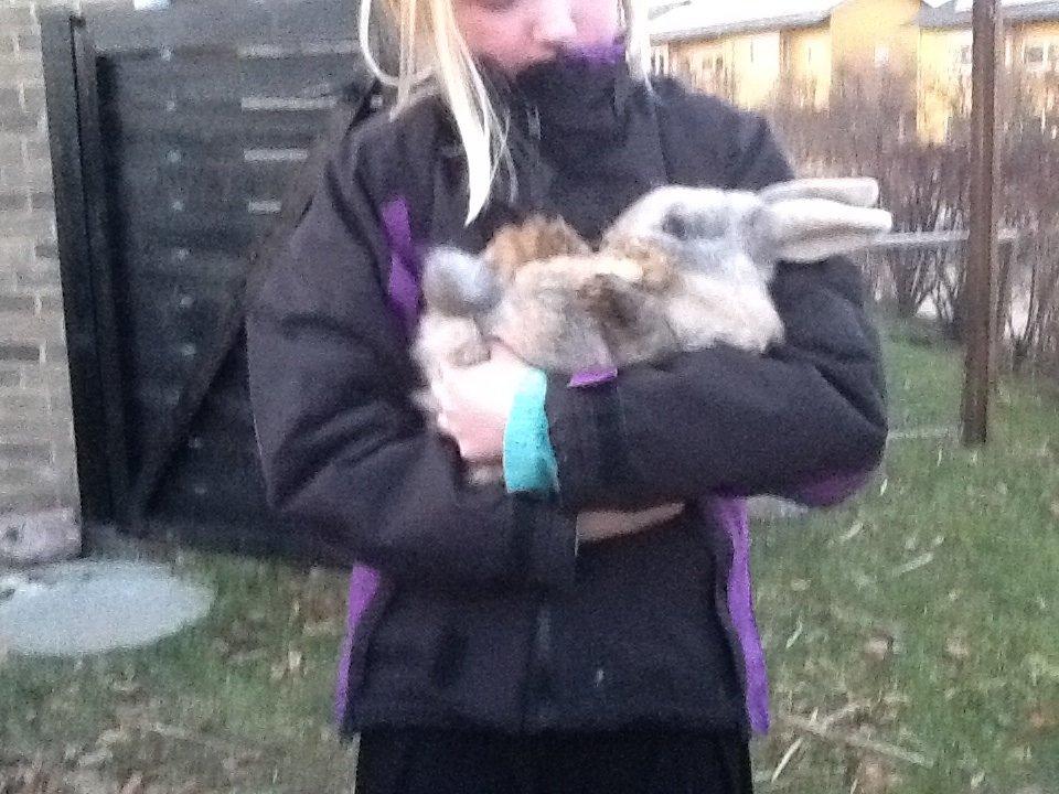 Kanin Bruno(passer) billede 2