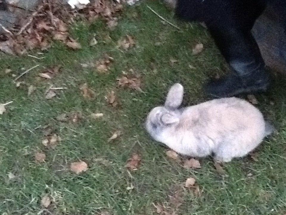 Kanin Bruno(passer) billede 3