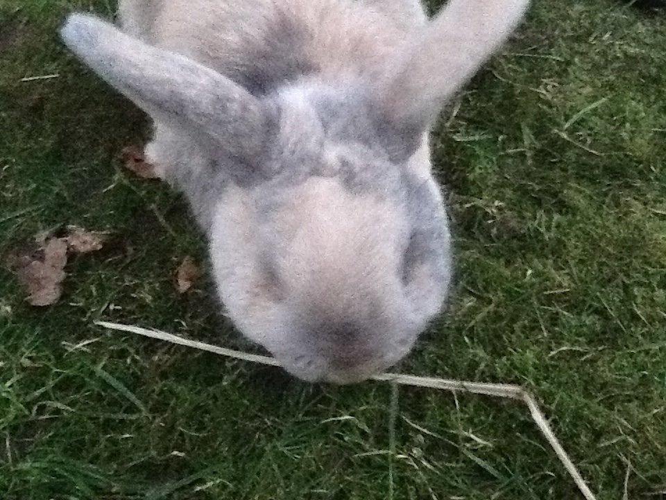 Kanin Bruno(passer) billede 4