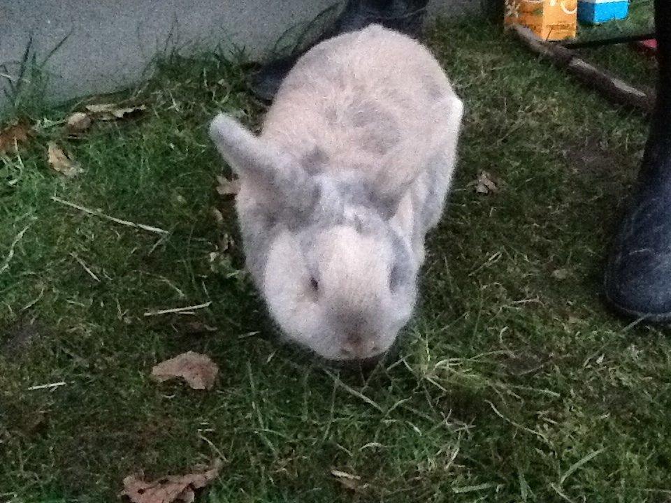 Kanin Bruno(passer) billede 5