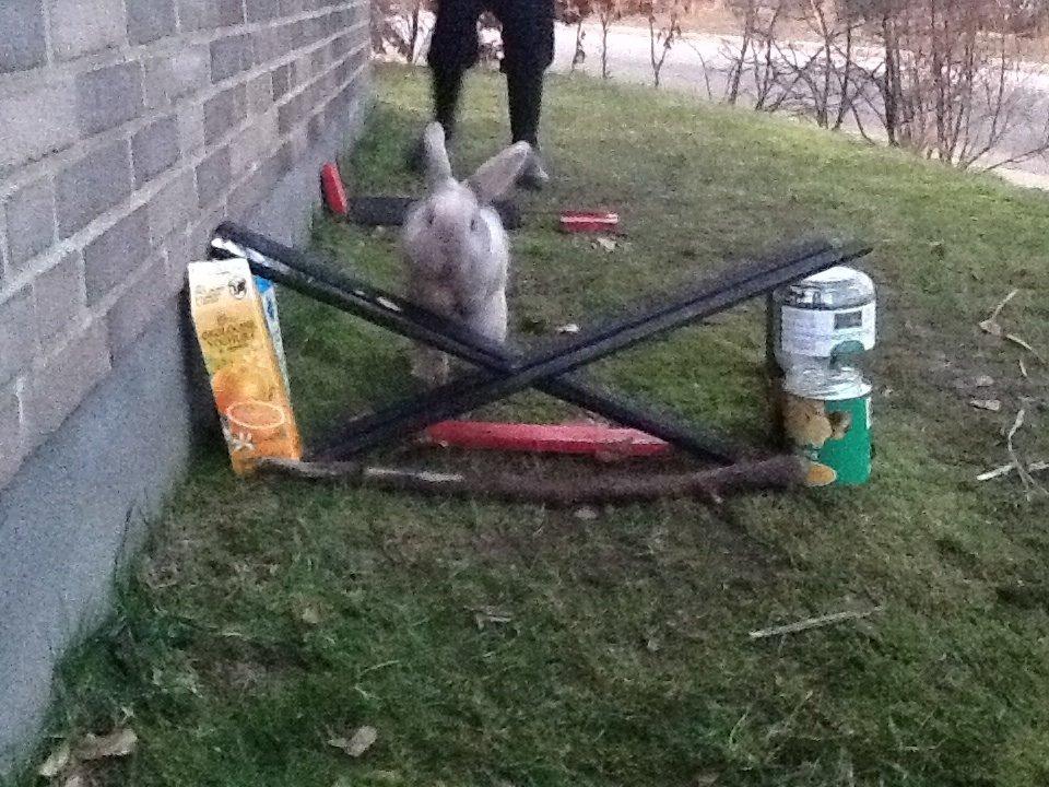 Kanin Bruno(passer) billede 6