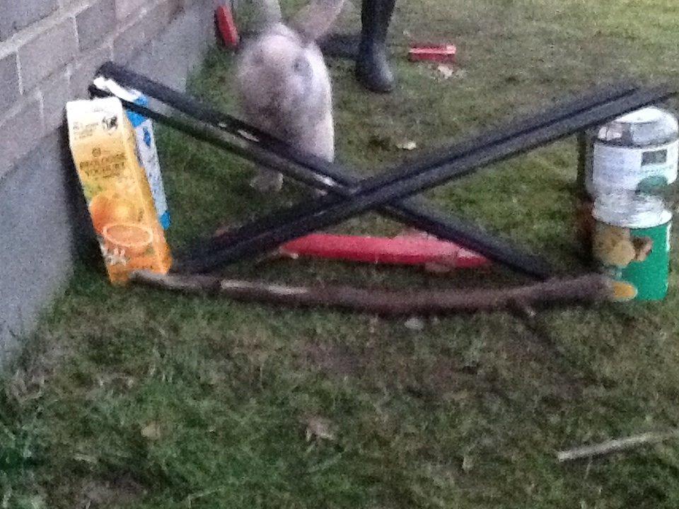 Kanin Bruno(passer) billede 7