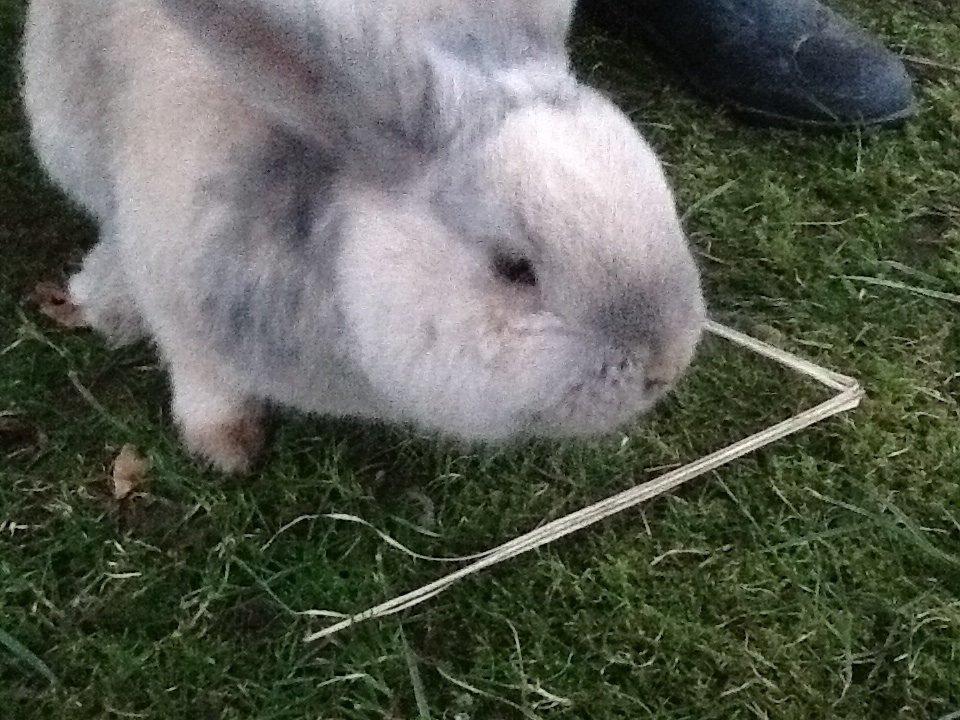 Kanin Bruno(passer) billede 8