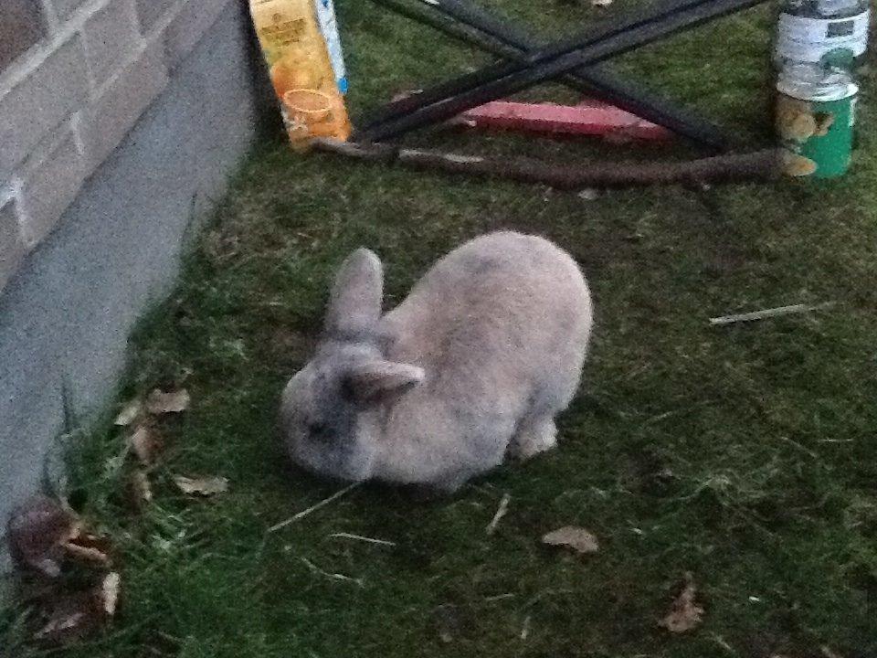 Kanin Bruno(passer) billede 9