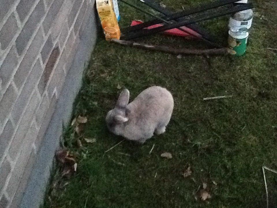 Kanin Bruno(passer) billede 10