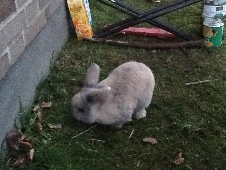 Kanin Bruno(passer) billede 11