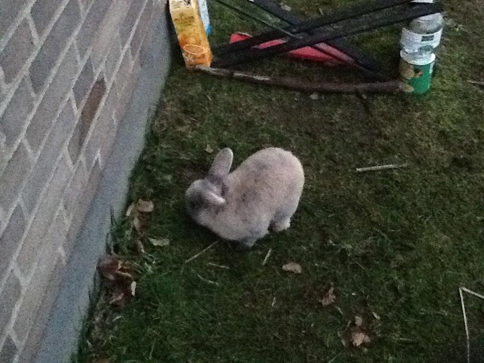 Kanin Bruno(passer) billede 12