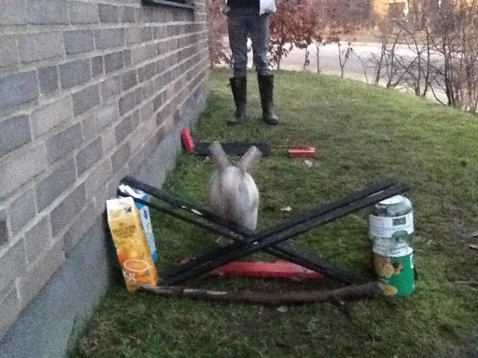 Kanin Bruno(passer) billede 13