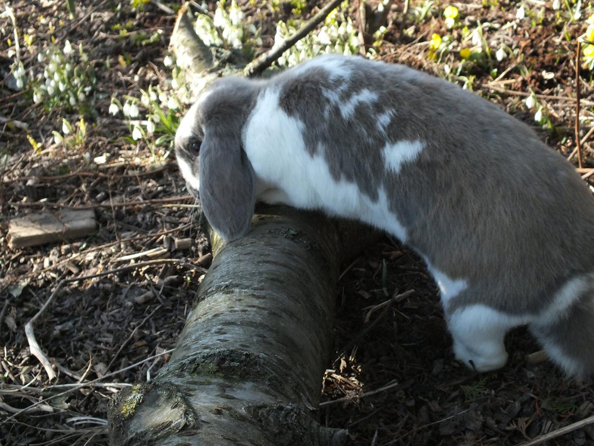 Kanin Enilec Kavia Baked Alaska billede 7