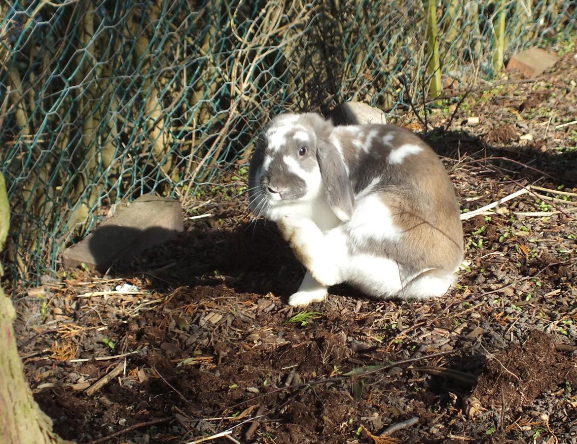 Kanin Enilec Kavia Baked Alaska billede 3