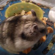 Dværghamster Dølle Rest in peace