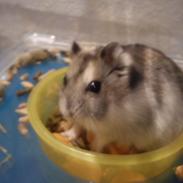 Dværghamster Dølle Rest in peace