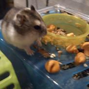 Dværghamster Dølle Rest in peace