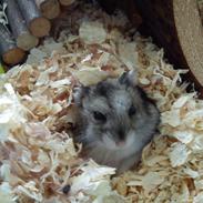 Dværghamster Dølle Rest in peace