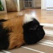 Marsvin Molly (Aflivet)