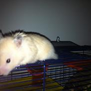 Hamster Paia