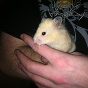 Hamster Paia
