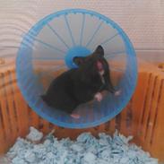 Hamster Viggi <3 |bebs|