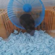 Hamster Viggi <3 |bebs|